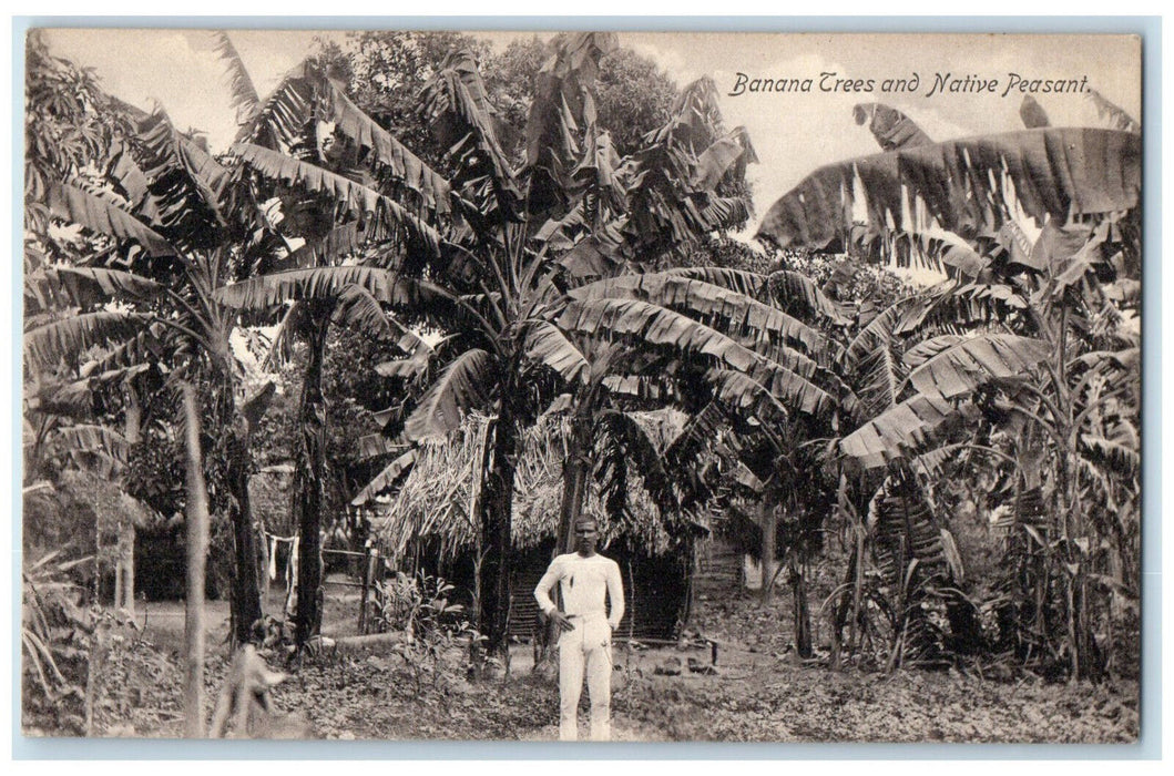 c1940's Banana Trees and Native Peasant Jamaica Vintage Unposted Postcard