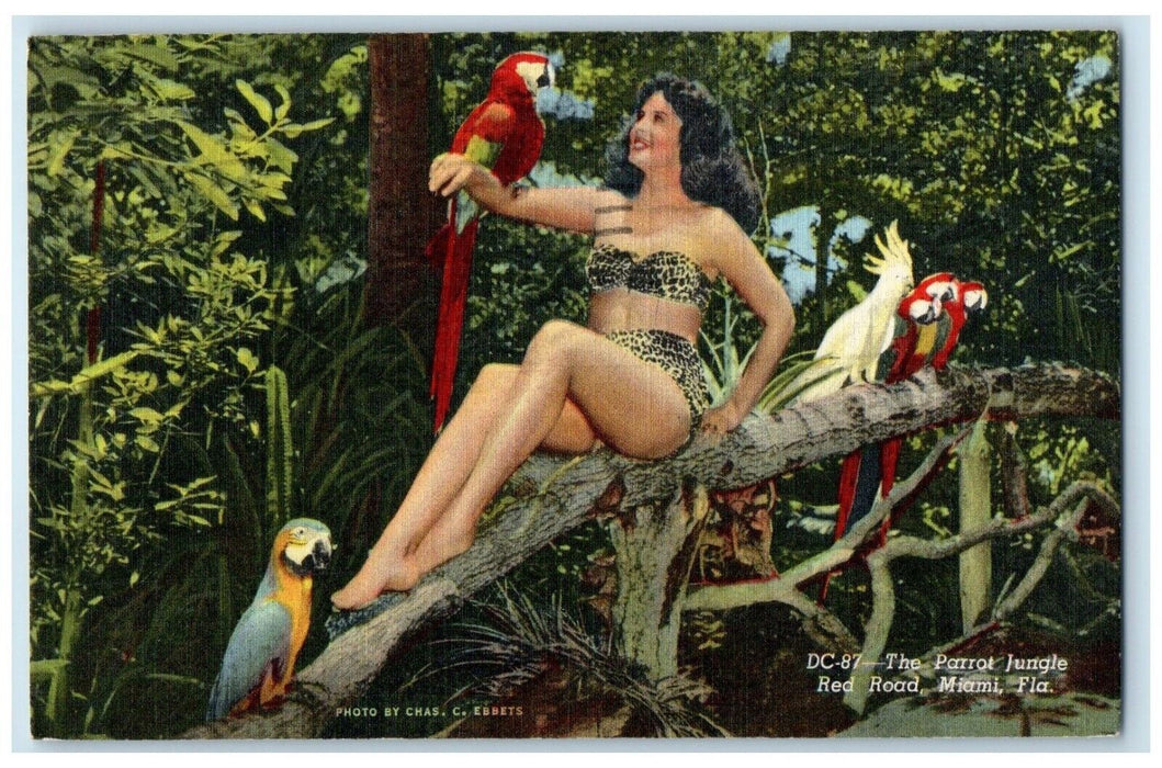 1948 Parrot Jungle Red Road Bird Cockatoos Red Road Array Miami Florida Postcard