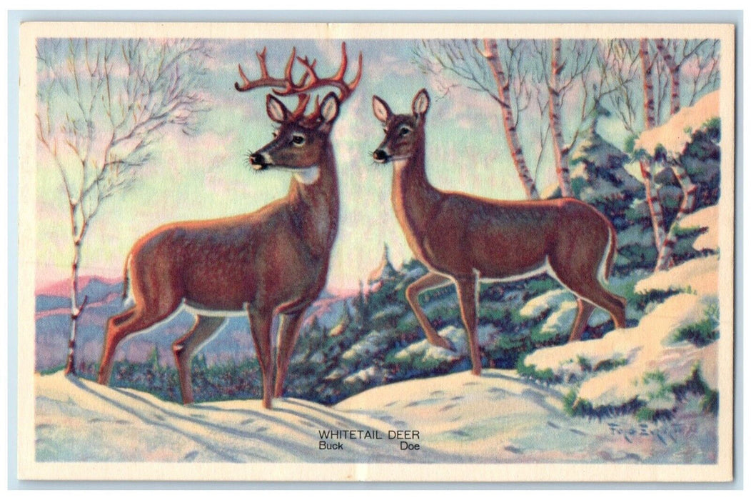 Whitetail Deer Buck Doe America's Wildlife Animals In Winter Vintage Postcard