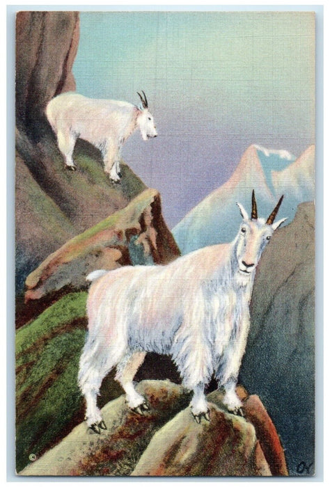 c1930's Mountain Goat American Wild Life Of The Northwest And Alaska Postcard