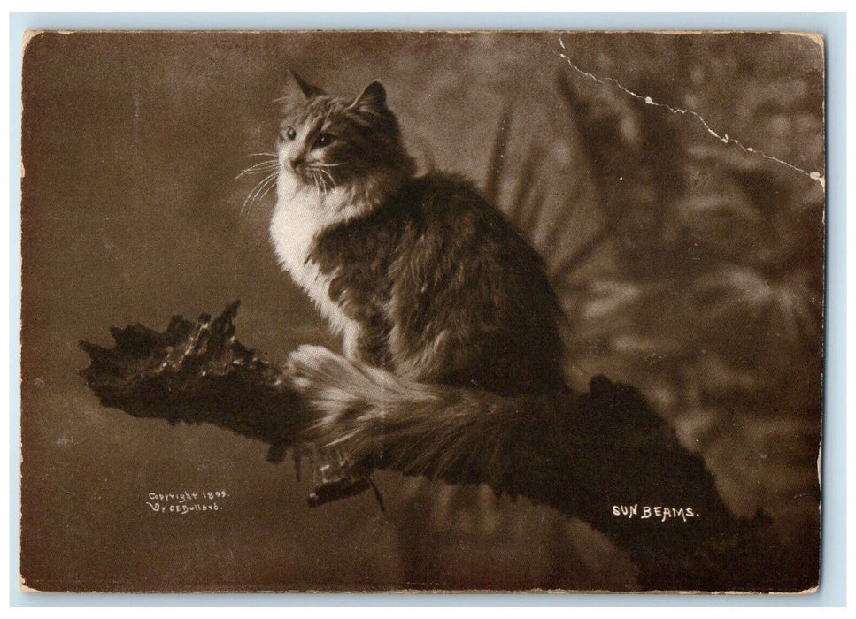 c1910's Cat Kitten Sun Beams Sheahan Animals Unposted Antique Postcard