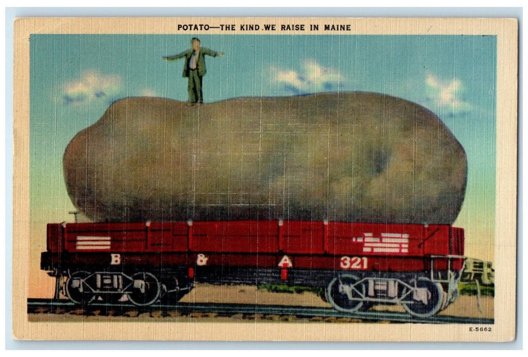 1951 Exaggerated Potato The Kind We Raise In Maine Skowhegan Maine ME Postcard