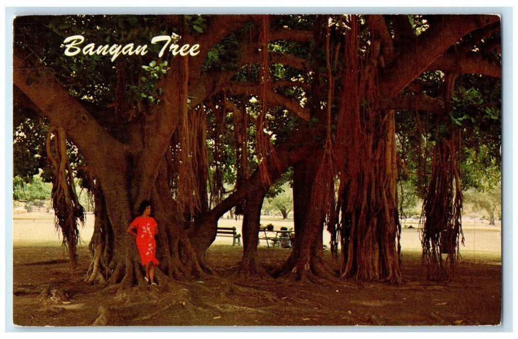 1976 Banyan Tree Aerial Root System Lahaina Maui Hawaii Nani Lii Posted Postcard