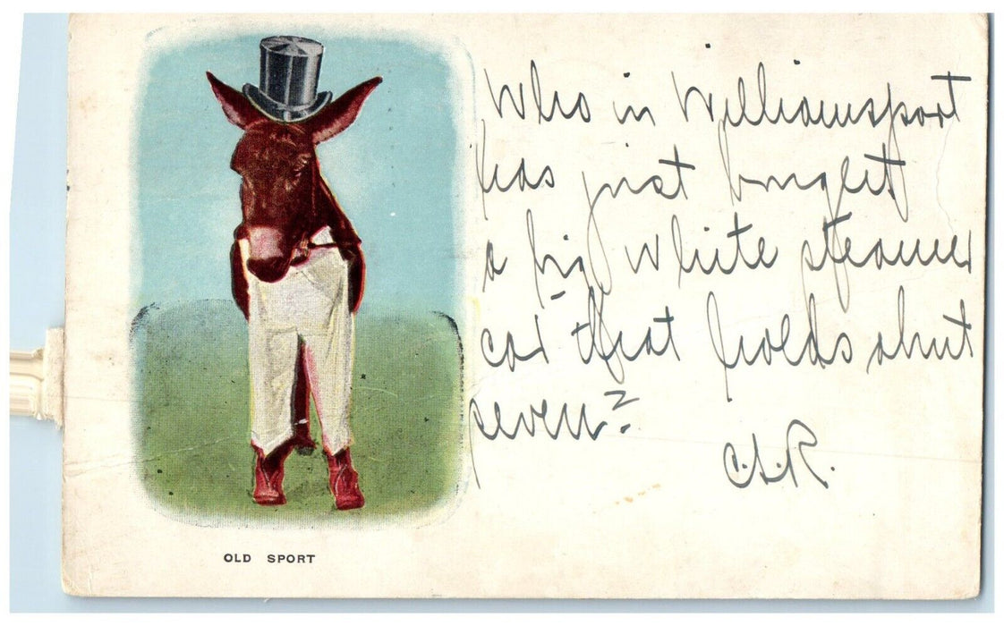 1906 Donkey Wearing Pants And Hat Atlantic City New Jersey NJ Antique Postcard