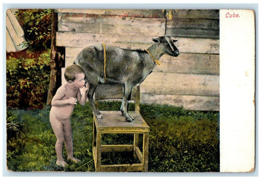c1905 Little Boy Undressed Sucking Milk To Goat Cuba Unposted Antique Postcard