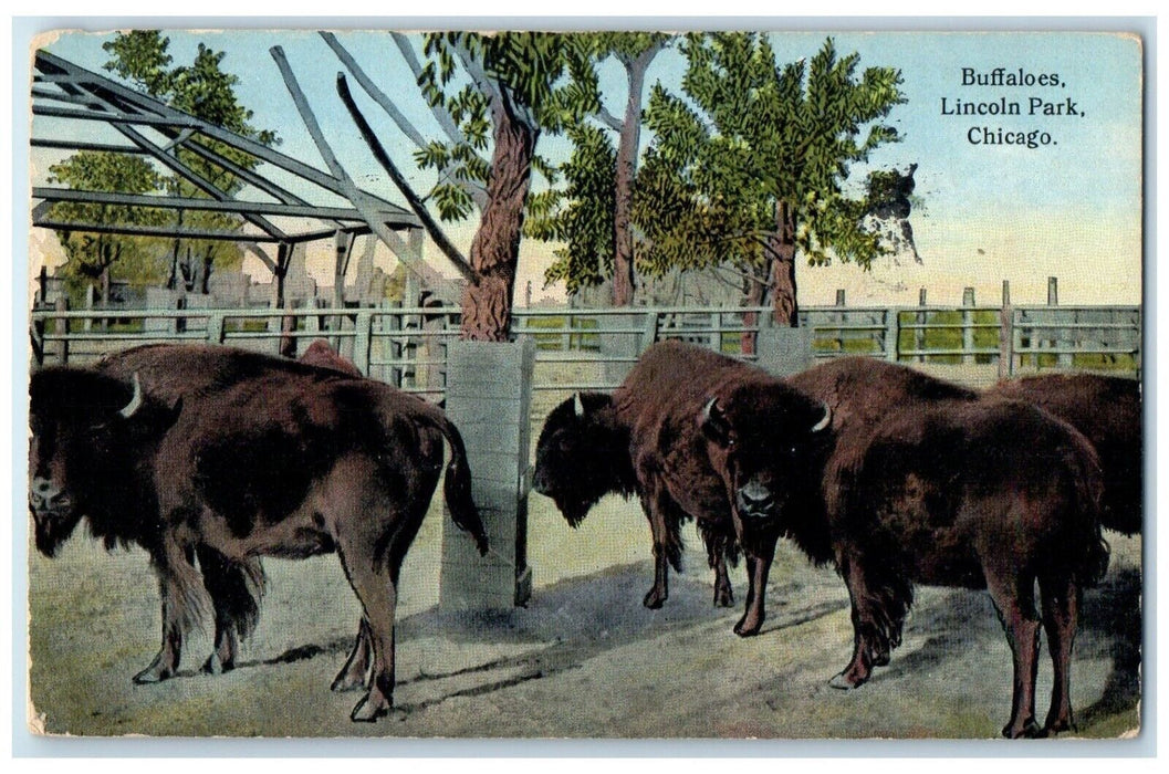 1915 Buffaloes Lincoln Park Animals Chicago Illinois IL Posted Antique Postcard