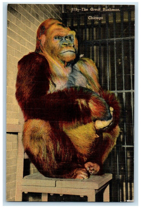 c1940's The Great Bushman Chicago Illinois IL Monkey Unposted Vintage Postcard