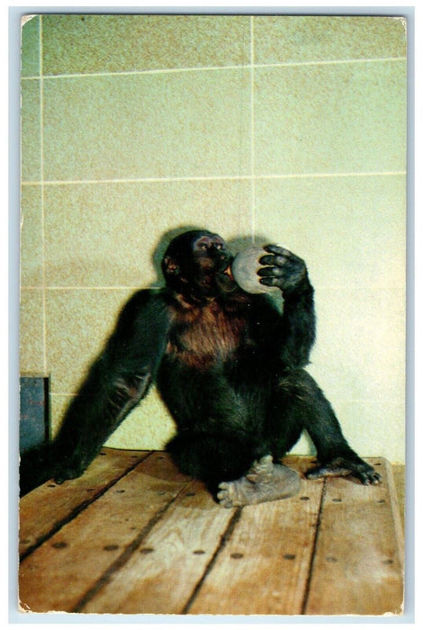 c1950's Gorilla Bobo Woodland Park Zoo Seattle Washington WA Animals Postcard