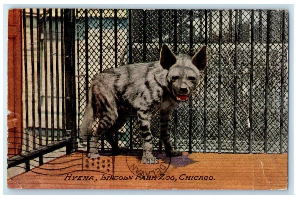 1912 Hyena Lincoln Park Zoo Chicago Illinois IL, Delalan Wisconsin WI Postcard