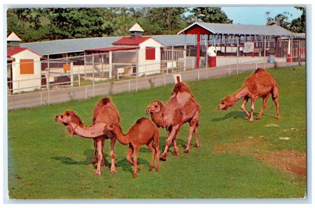 c1950's Circle M Zoo Stuart Virginia VA, Animals Unposted Vintage Postcard