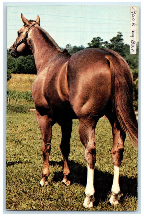 Mack By Bar Bay Meadow Farm Maineville Ohio OH, Horse Vintage Postcard
