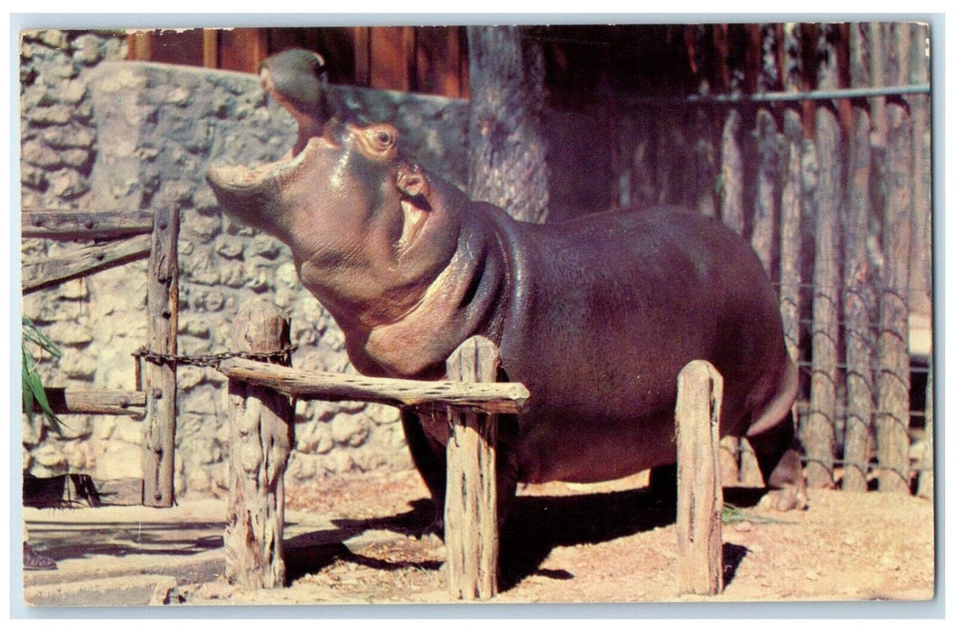 Blue Bonnet Belle Nile Hippo Forth Worth Texas Zoo TX Animals Vintage Postcard