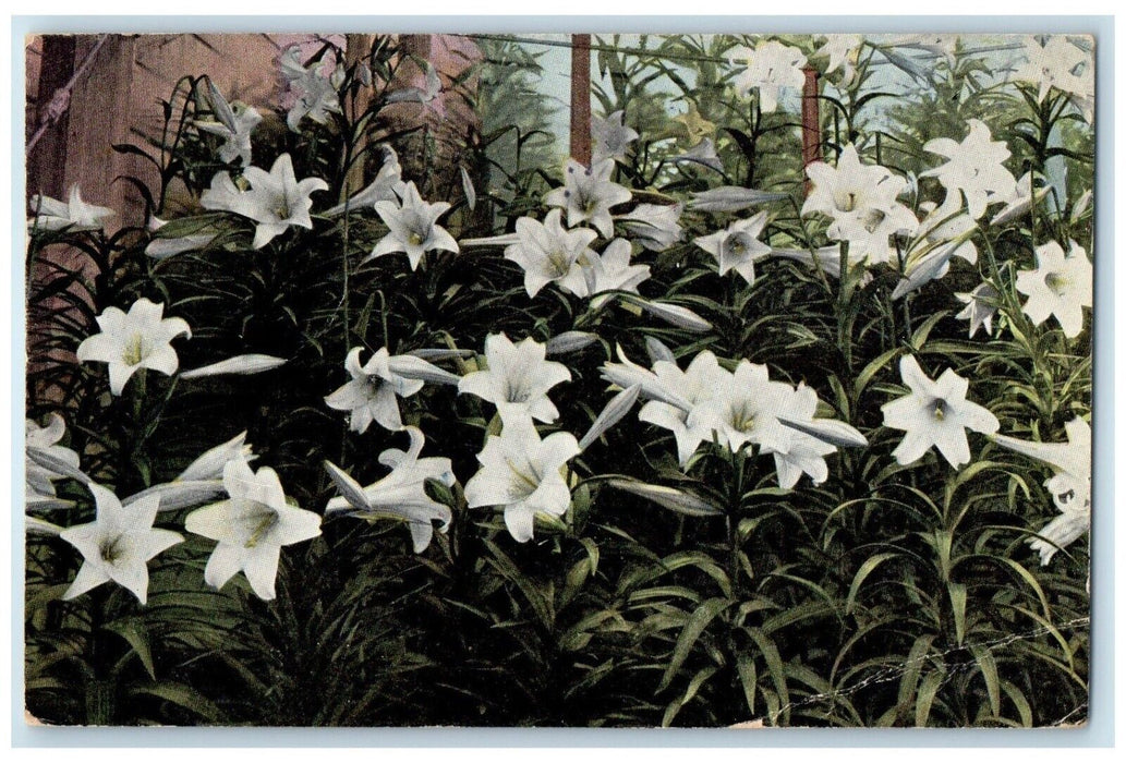 1911 Alpha Floral Co. Easter Greetings Lilies Flowers Kansas City MO Postcard