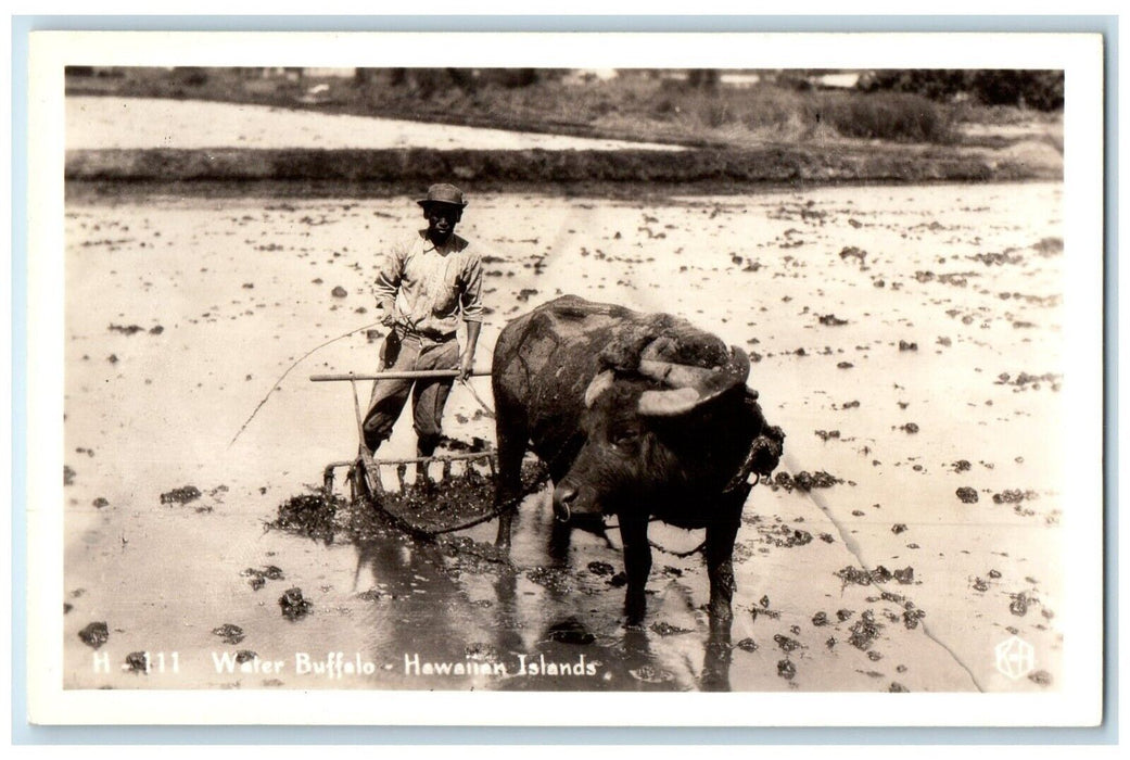 c1940s Water Buffalo Hawaiian Islands Farmer Farming RPPC Photo Antique Postcard