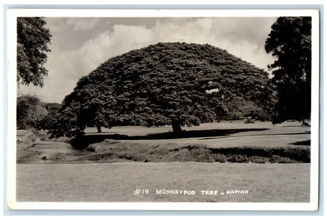 1940 Monkeypod Tree Honolulu Hawaii HI RPPC Photo Posted Vintage Postcard