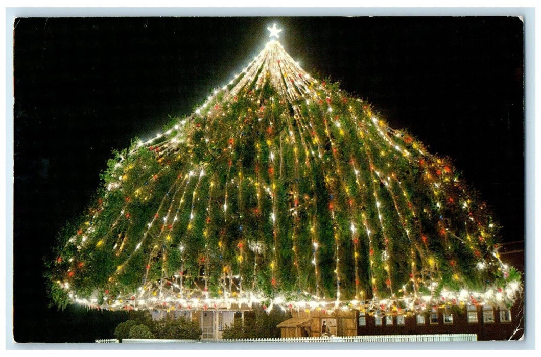 1957 Worlds Largest Living Christmas Tree Wilmington North Carolina NC Postcard