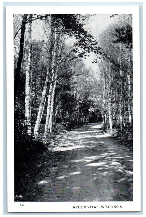 c1950's Road Birches View Arbor Vitae Wisconsin WI Unposted Vintage Postcard