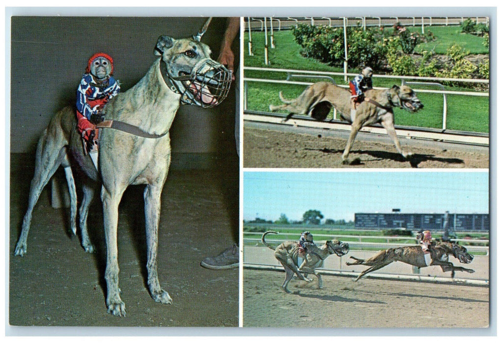 c1950's Monkey Jockeys Monkey Riding Dogs Racecourse Galgodrome Mexico Postcard