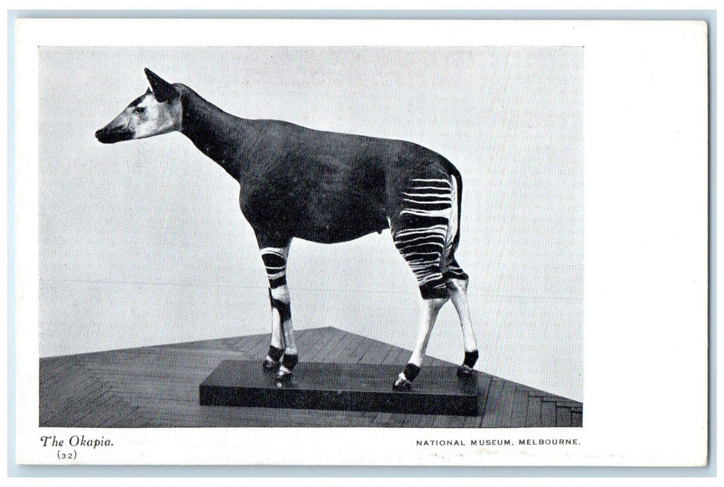 1935 The Okapia National Museum Melbourne Australia Posted Vintage Postcard