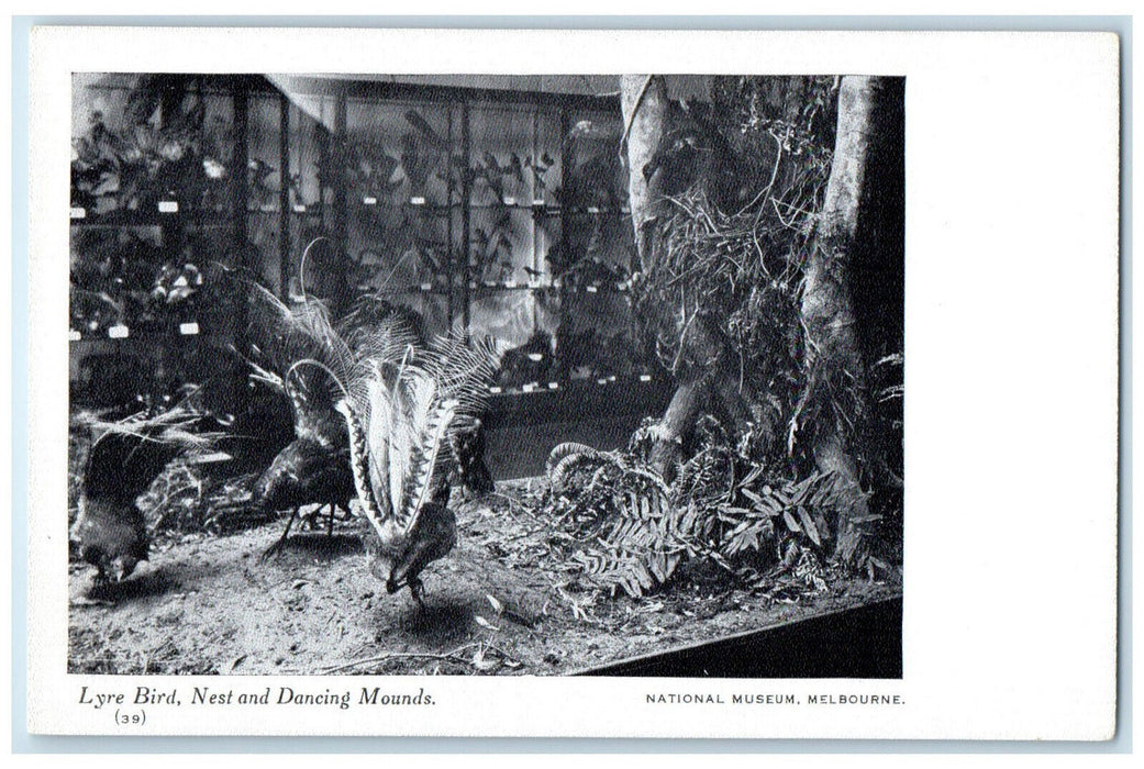1935 Lyre Bird Nest Dancing Mounds National Museum Melbourne Australia Postcard