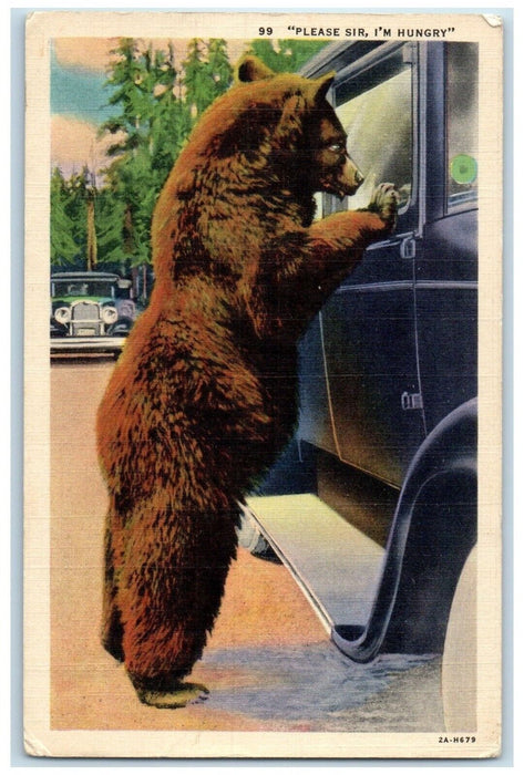 c1940 Please Sir I'm Hungry Bear Holdup Spokane Washington WA Vintage Postcard