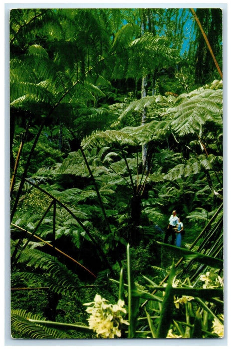 c1950's Huge Tree Fern Forest Scenic Road Volcanic Hawaii National Park Postcard