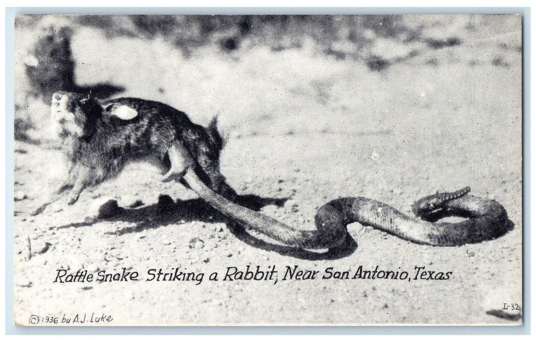 c1940 Rattle Snake Striking Rabbit San Antonio Texas TX Vintage Antique Postcard