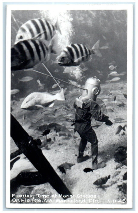 1953 Feeding Time Marine Studios Marineland Florida FL Cline RPPC Photo Postcard