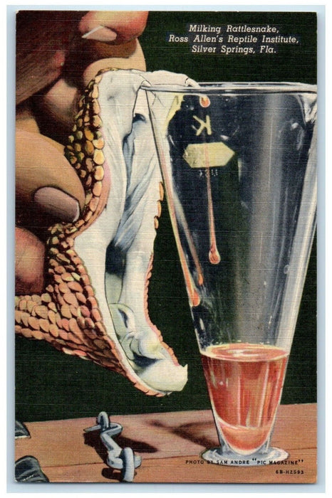 c1940 Milking Rattlesnake Ross Allen's Reptile Silver Spring Florida FL Postcard