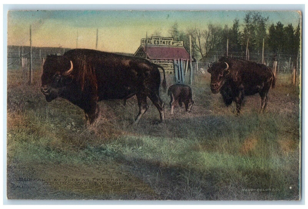 c1910 Buffalo Thomas Frankson Field Spring Valley Minnesota MN Vintage Postcard