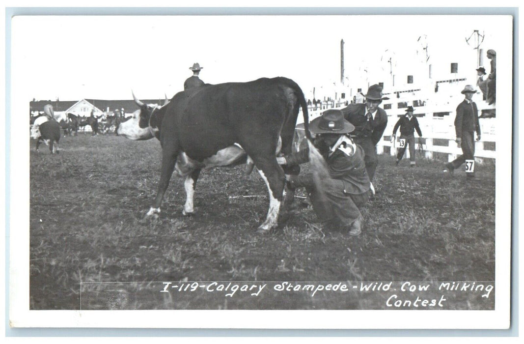 Calgary Stampede Wild Cow Milking Contest Alberta Canada RPPC Photo Postcard