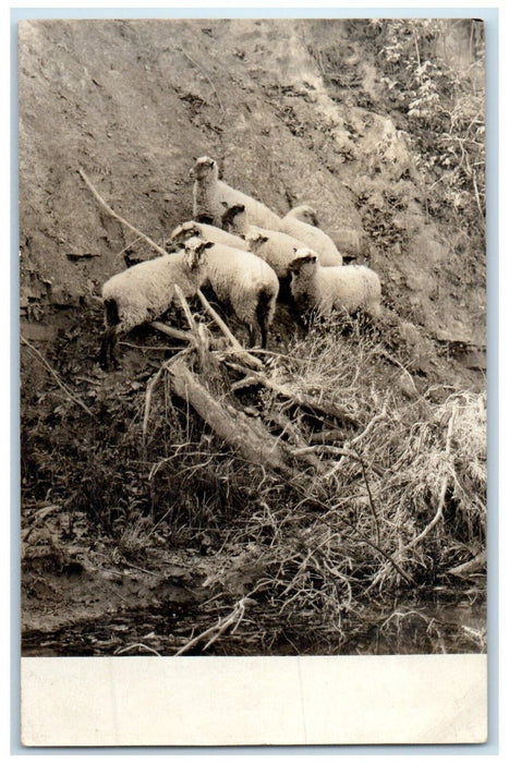 1912 Sheep Scene Field Martinsville Indiana IN RPPC Photo Antique Postcard