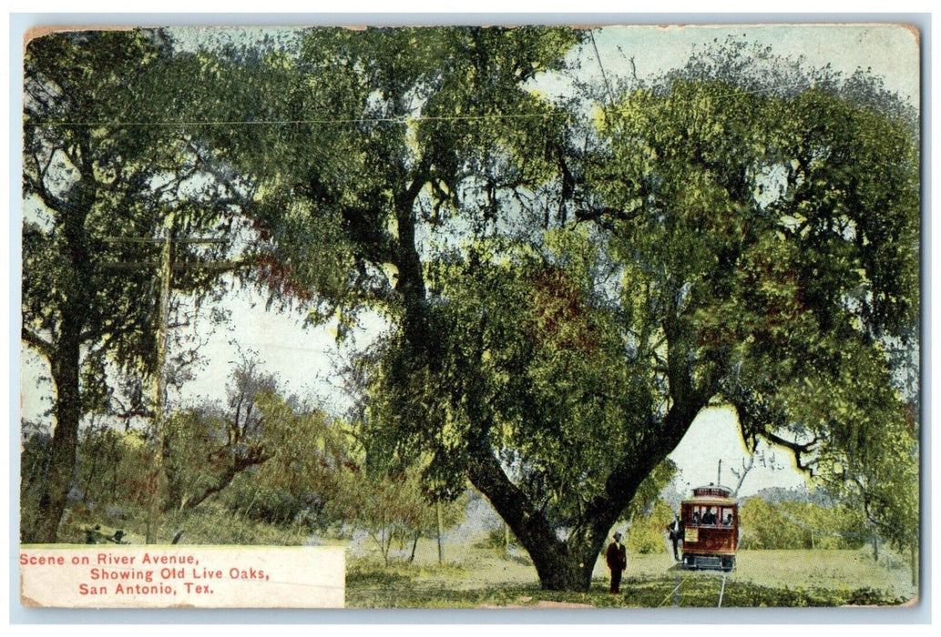 c1910 Scene River Avenue Old Live Oaks Streetcar San Antonio Texas TX Postcard