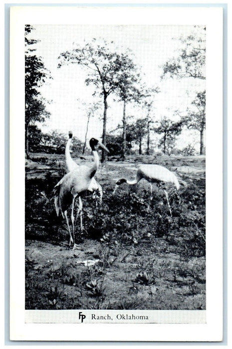 c1950's  Flamingo Bird Frank Philips Ranch Woolaroc Oklahoma OK Vintage Postcard
