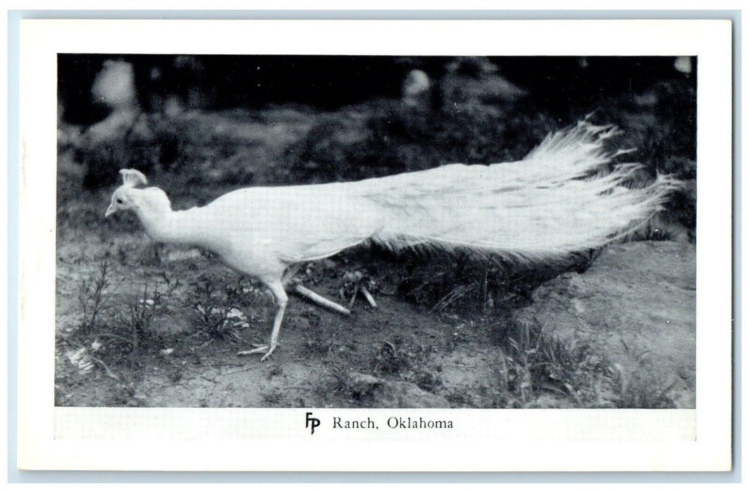 c1950's  Bird Peacock Frank Philips Ranch Woolaroc Oklahoma OK Vintage Postcard
