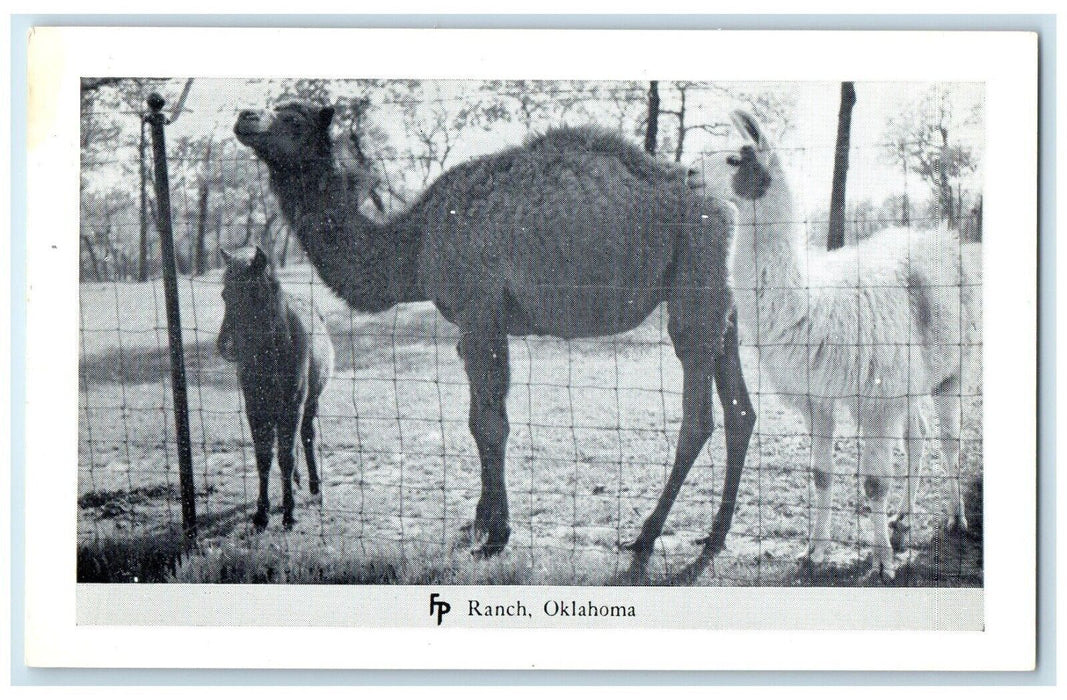 c1950's  Camel Alpaca Frank Philips Ranch Woolaroc Oklahoma OK Vintage Postcard