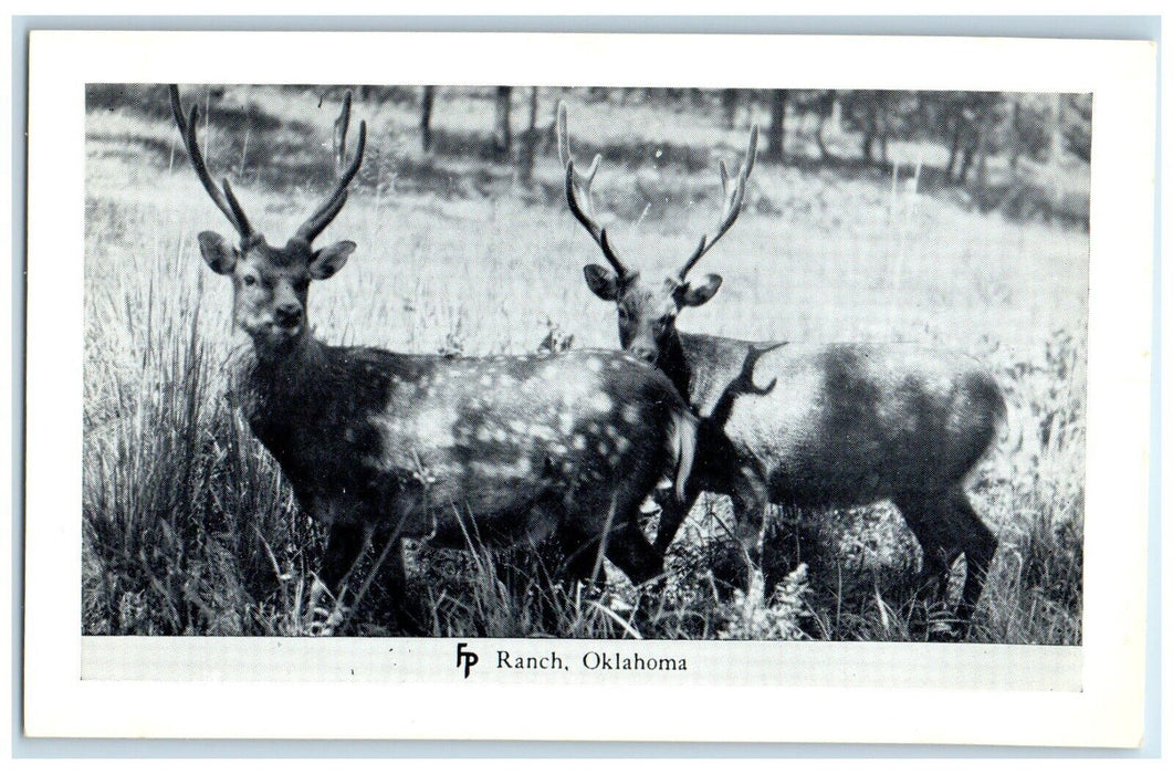 c1950's  Reindeer Deer Frank Philips Ranch Woolaroc Oklahoma OK Vintage Postcard