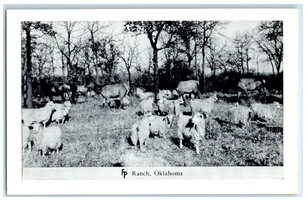 c1950's Sheep Animals Frank Philips Ranch Woolaroc Oklahoma OK Vintage Postcard