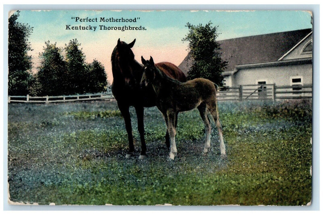 1910 Perfect Motherhood Kentucky Thoroughbreds Field Exterior Kentucky Postcard