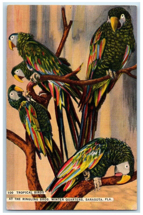 Tropical Birds At The Ringling Bros Winter Quarters Sarasota Florida FL Postcard