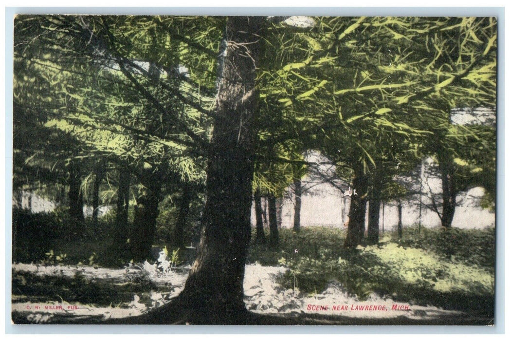 1909 Scene Forest Big Trees Lawrence Michigan MI Posted Vintage Antique Postcard