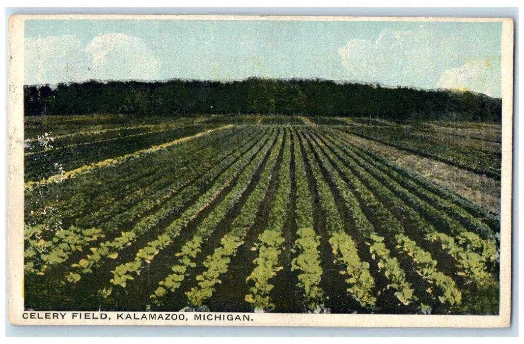 c1905 General View Celery Field Kalamazoo Michigan MI Vintage Antique Postcard