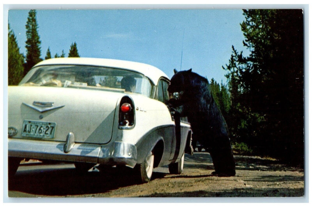 c1960 Bears Yellowstone National Park Abundant Wildlife Wyoming Vintage Postcard