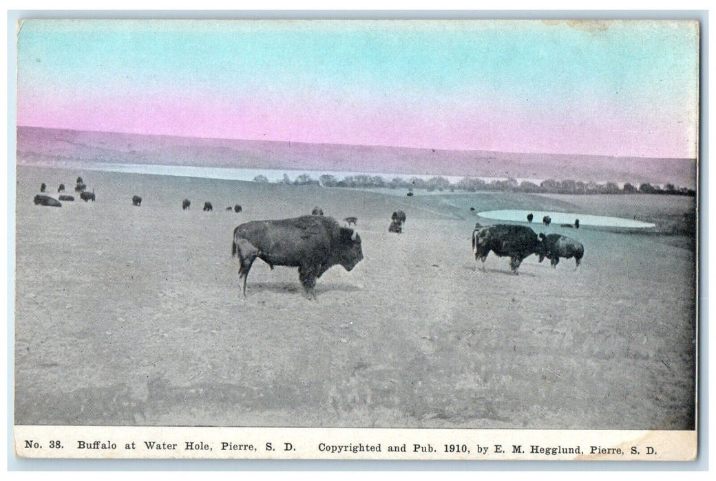 c1910 Buffalo Water Hole Bison Animal Field Pierre South Dakota Vintage Postcard