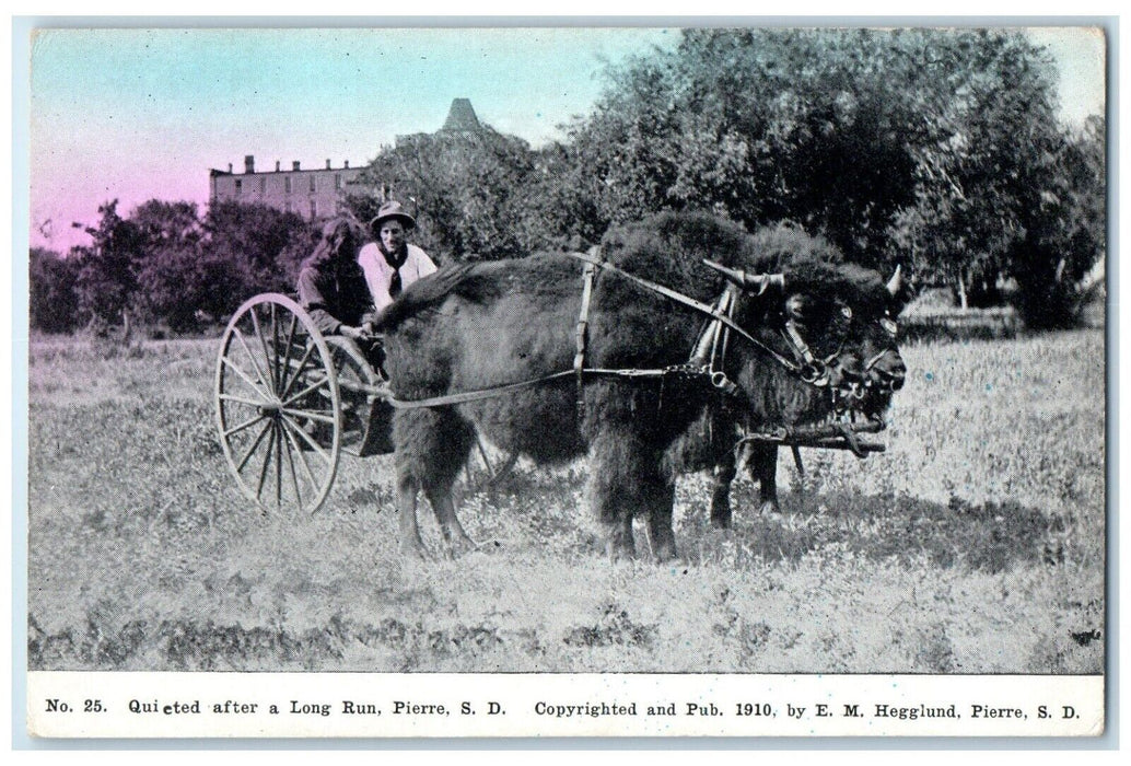 c1910 Quieted Long Run Buffalo Bison Carriage Field Pierre South Dakota Postcard