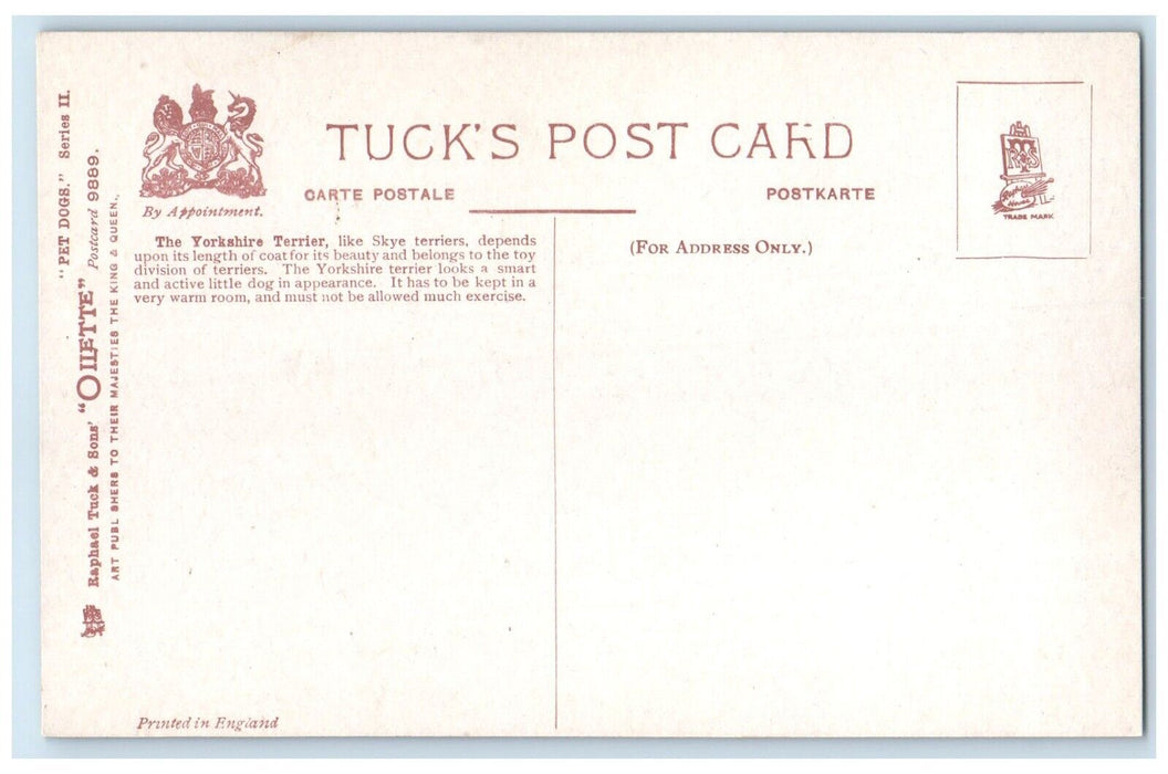 c1910's The Yorkshire Terrier Maud Puppy Dog Pet Animals Oilette Tuck's Postcard