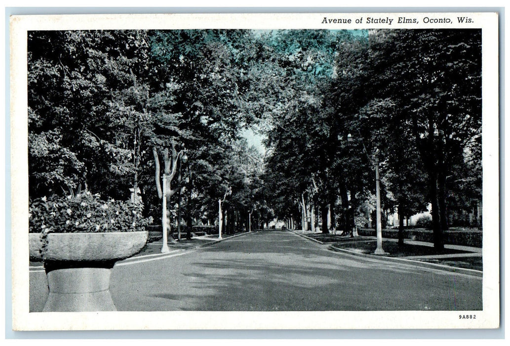 Avenue Of Stately Elms Trees Scene Oconto Wisconsin WI Vintage Postcard