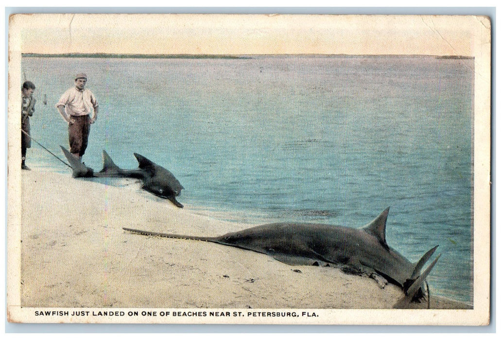 Sawfish Just Landed on One Of Beaches Near St. Petersburg Florida FL Postcard