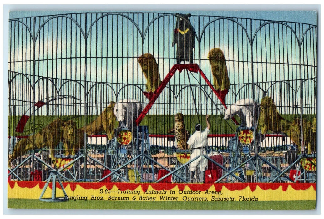 Circus Day Training Animals Ringling Bros. Barnum & Bailey Sarasota FL Postcard