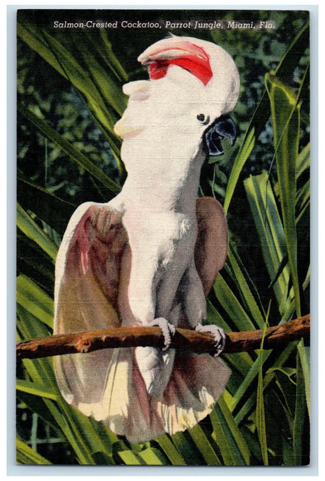 Salmon-Crested Macaws And Cockatoo Parrot Jungle Miami Florida FL Postcard